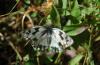 Melanargia lachesis
